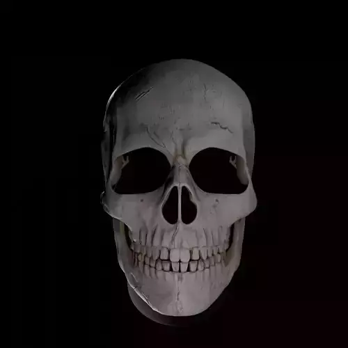 Magnetic Articulated Skull 3D print model