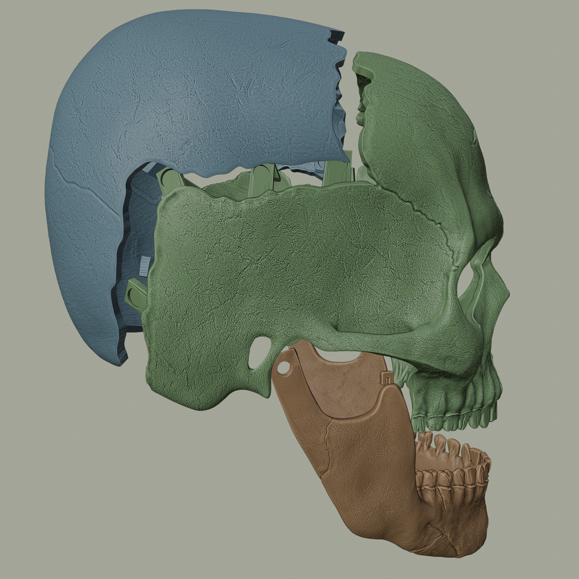 Magnetic Articulated Skull 3D print model_4