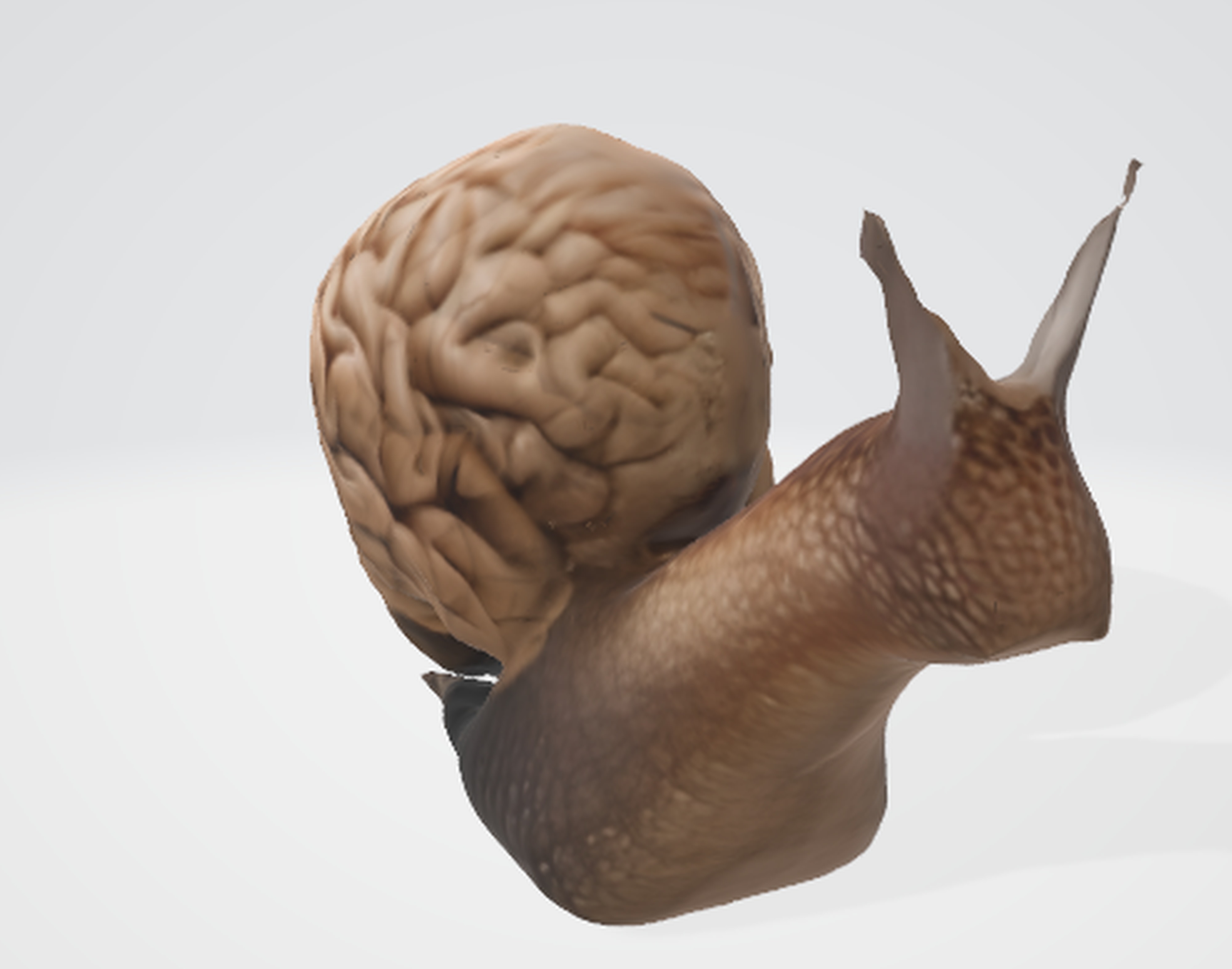 Quirky Brain-Shaped Slug Model 3D model_5