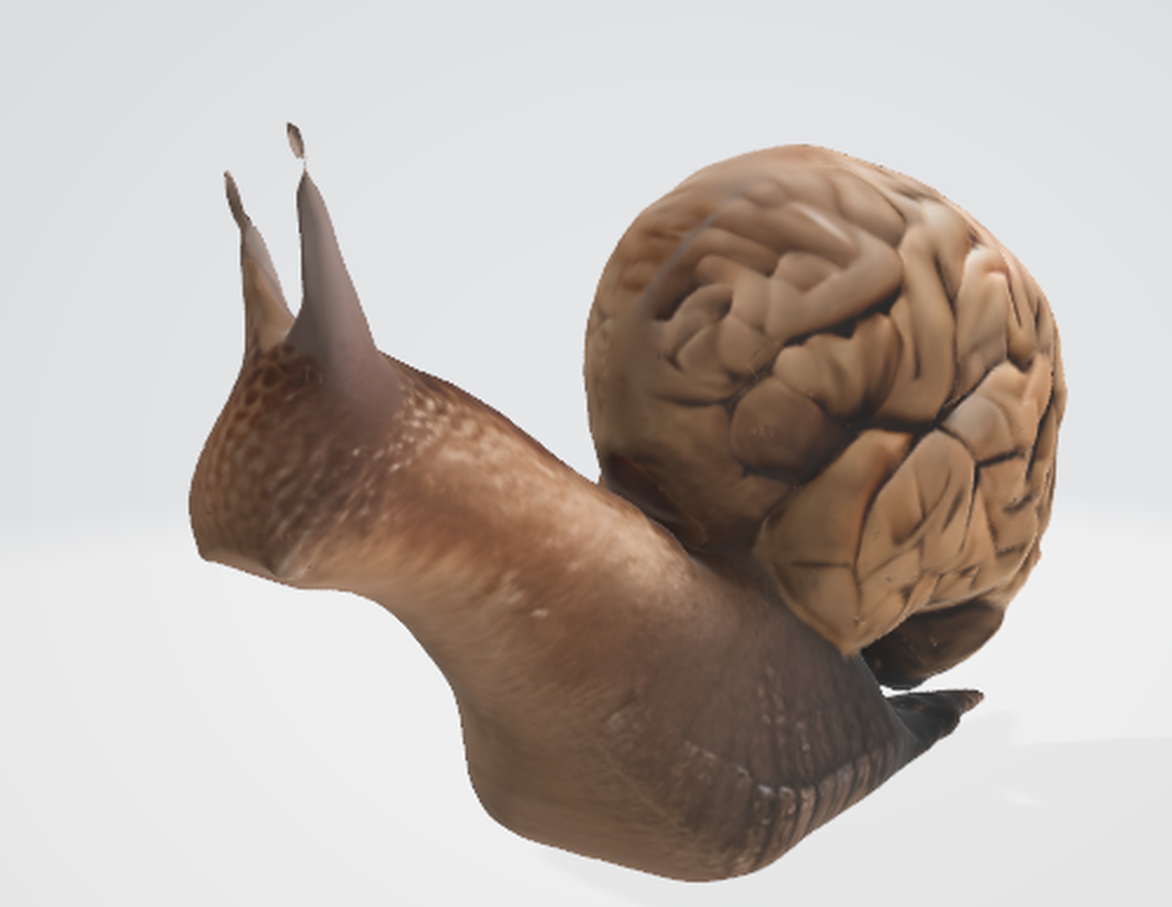 Quirky Brain-Shaped Slug Model 3D model_3