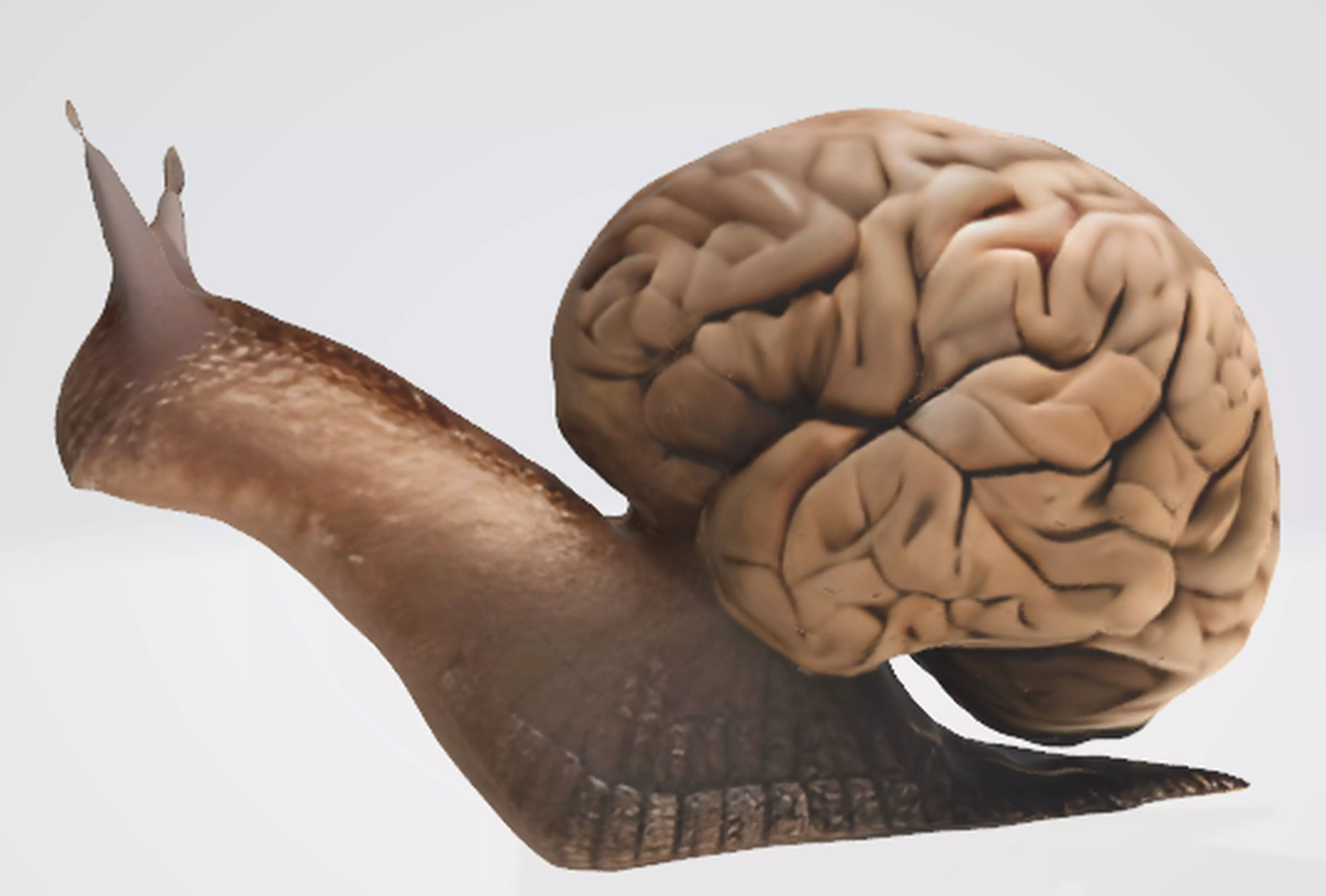 Quirky Brain-Shaped Slug Model 3D model_0
