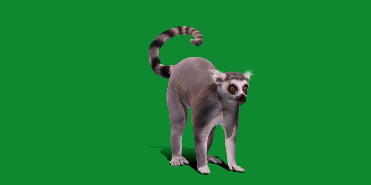 Ring Tailed Lemur Low-poly 3D model_25