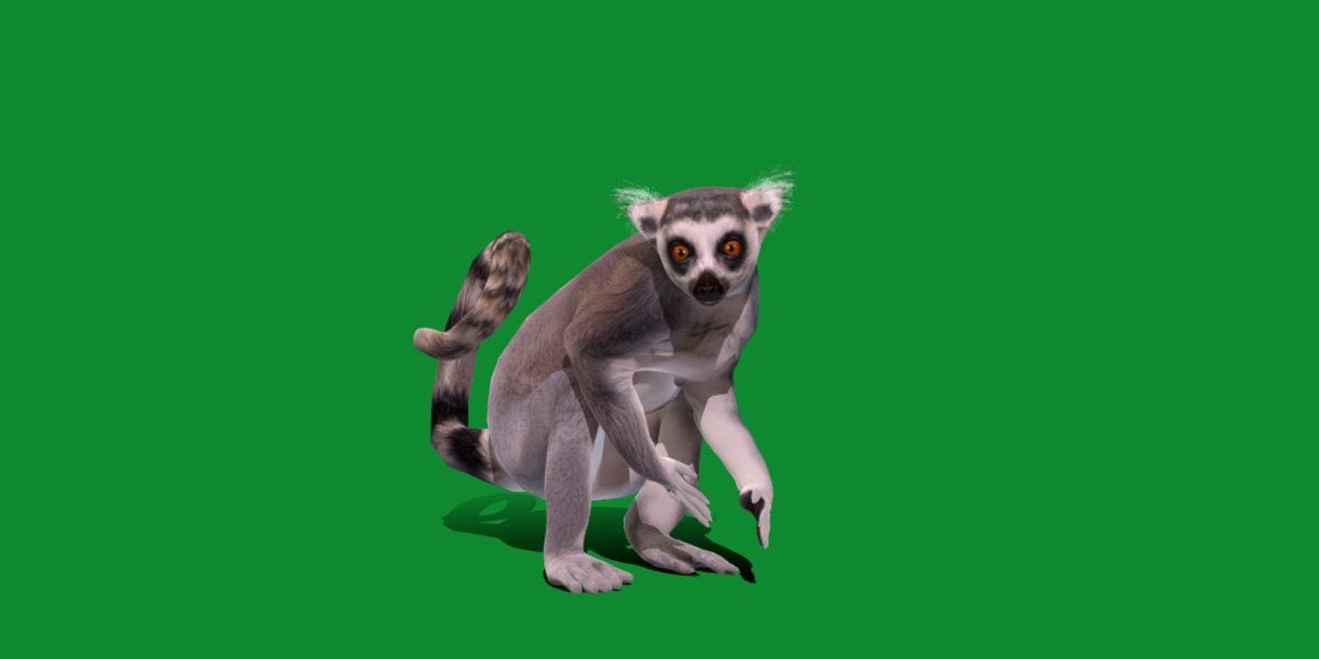 Ring Tailed Lemur Low-poly 3D model_31