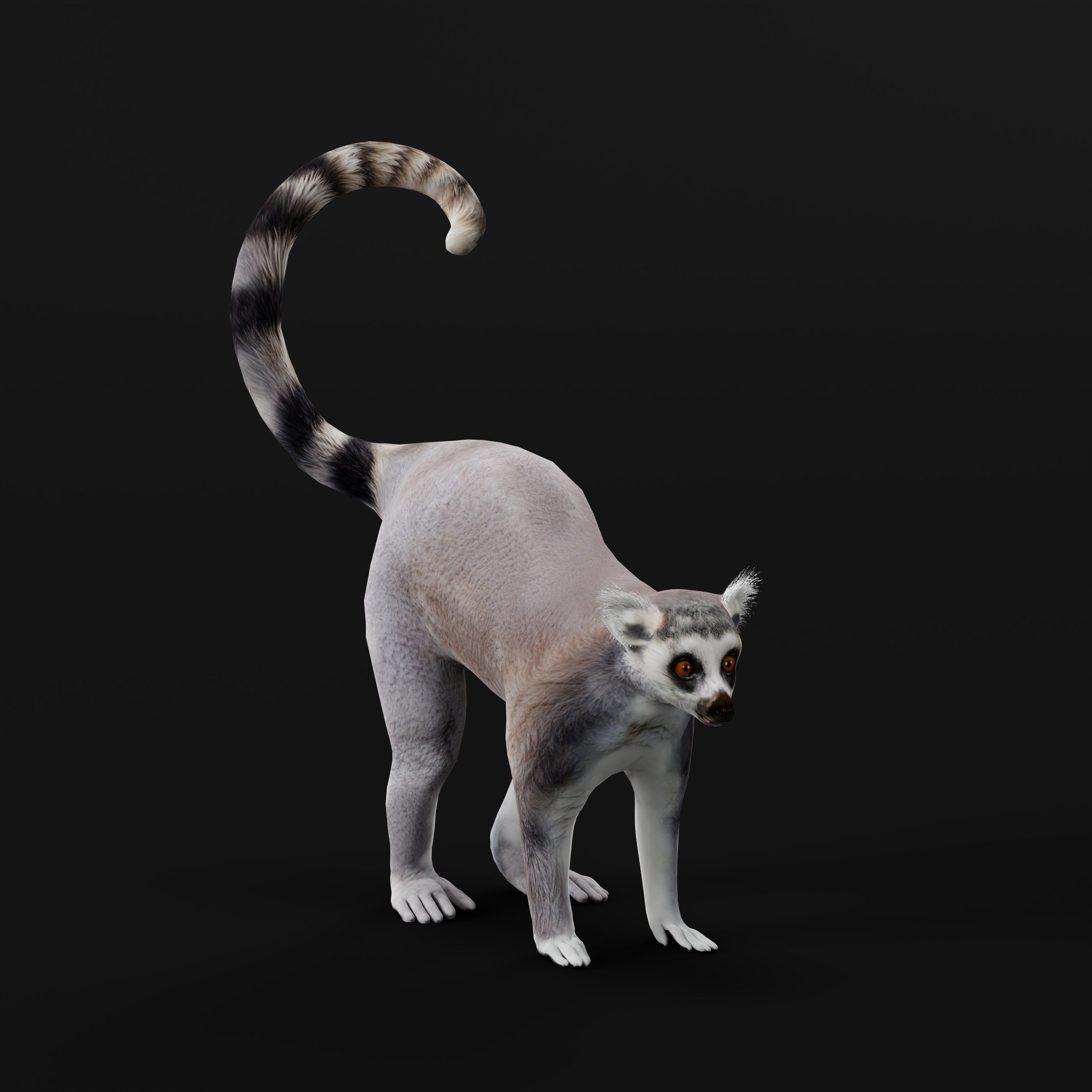 Ring Tailed Lemur Low-poly 3D model_37