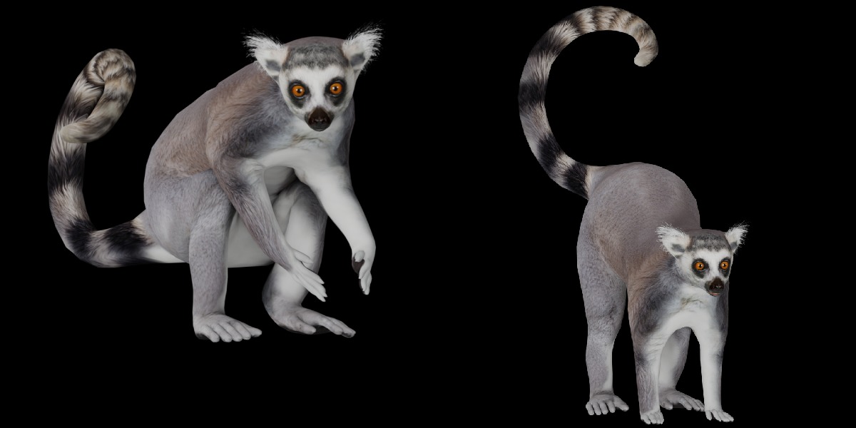 Ring Tailed Lemur Low-poly 3D model_8