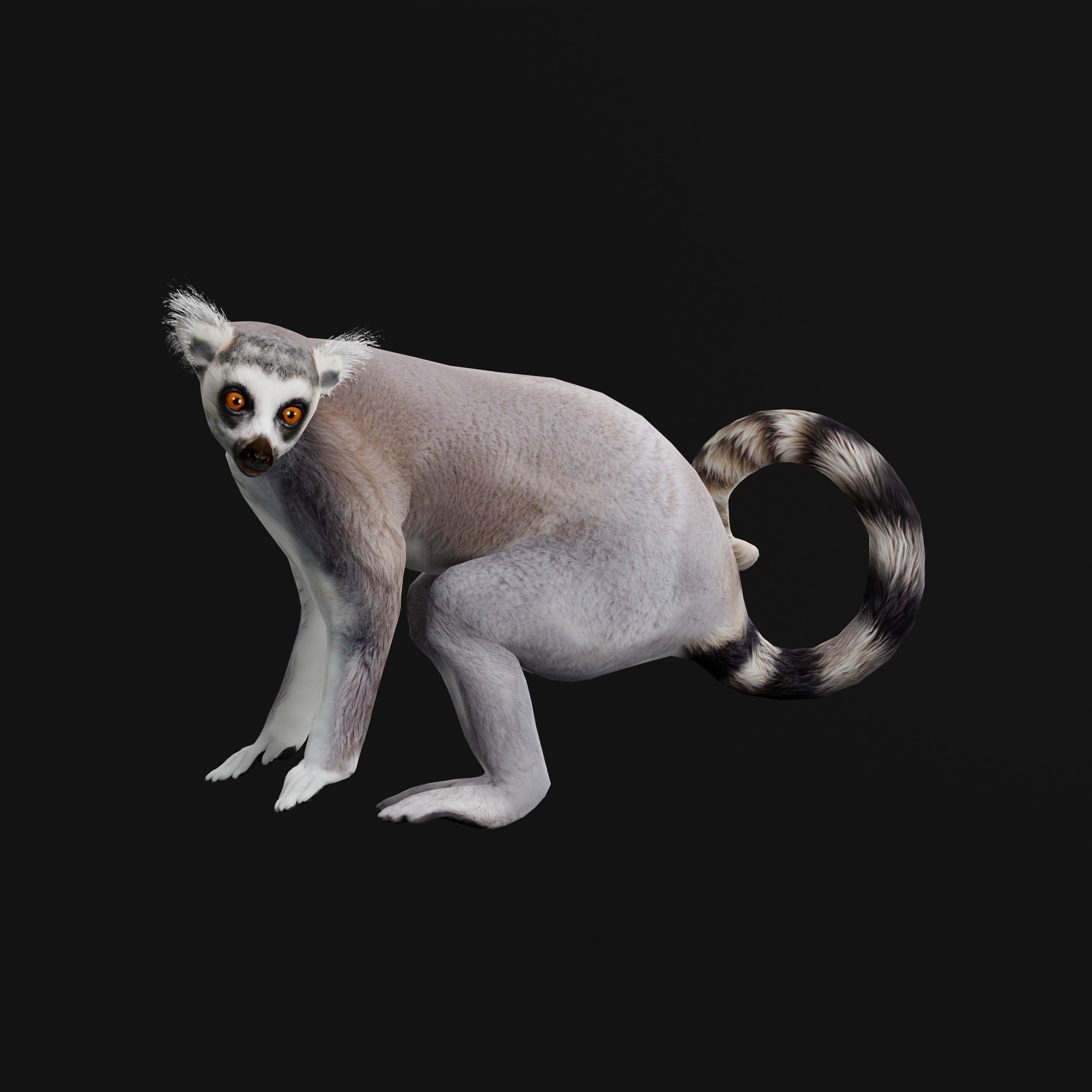 Ring Tailed Lemur Low-poly 3D model_43