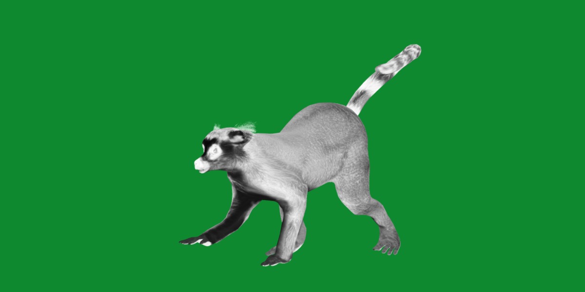 Ring Tailed Lemur Low-poly 3D model_14