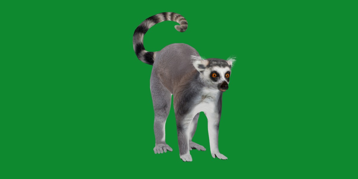 Ring Tailed Lemur Low-poly 3D model_27