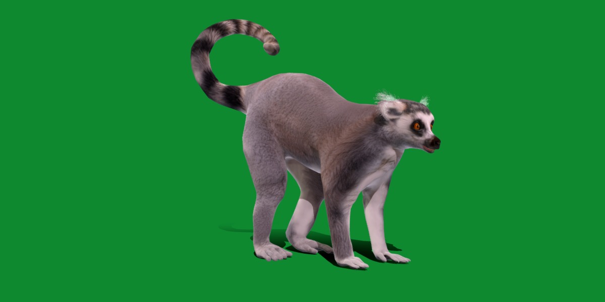Ring Tailed Lemur Low-poly 3D model_10