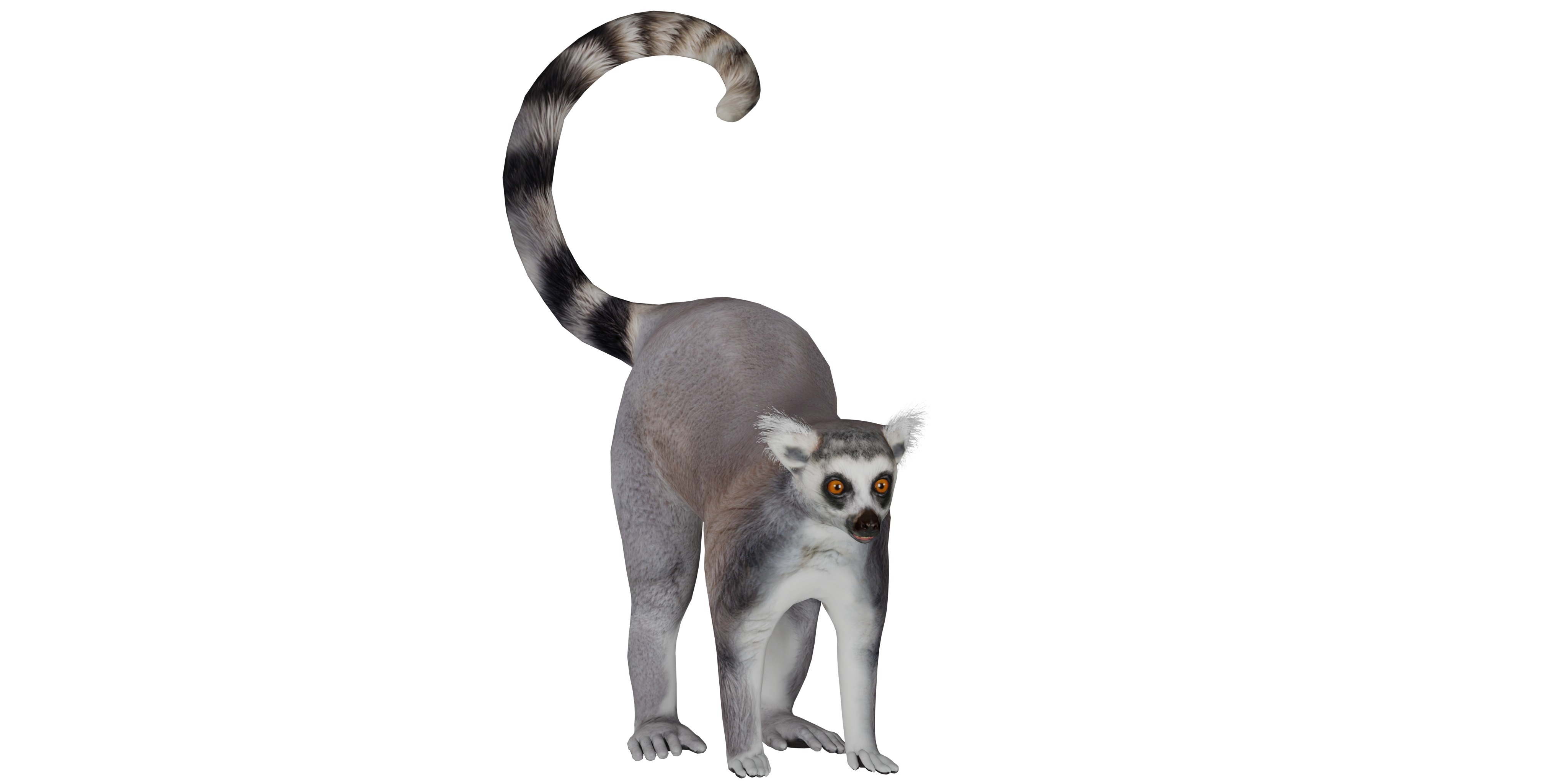 Ring Tailed Lemur Low-poly 3D model_4