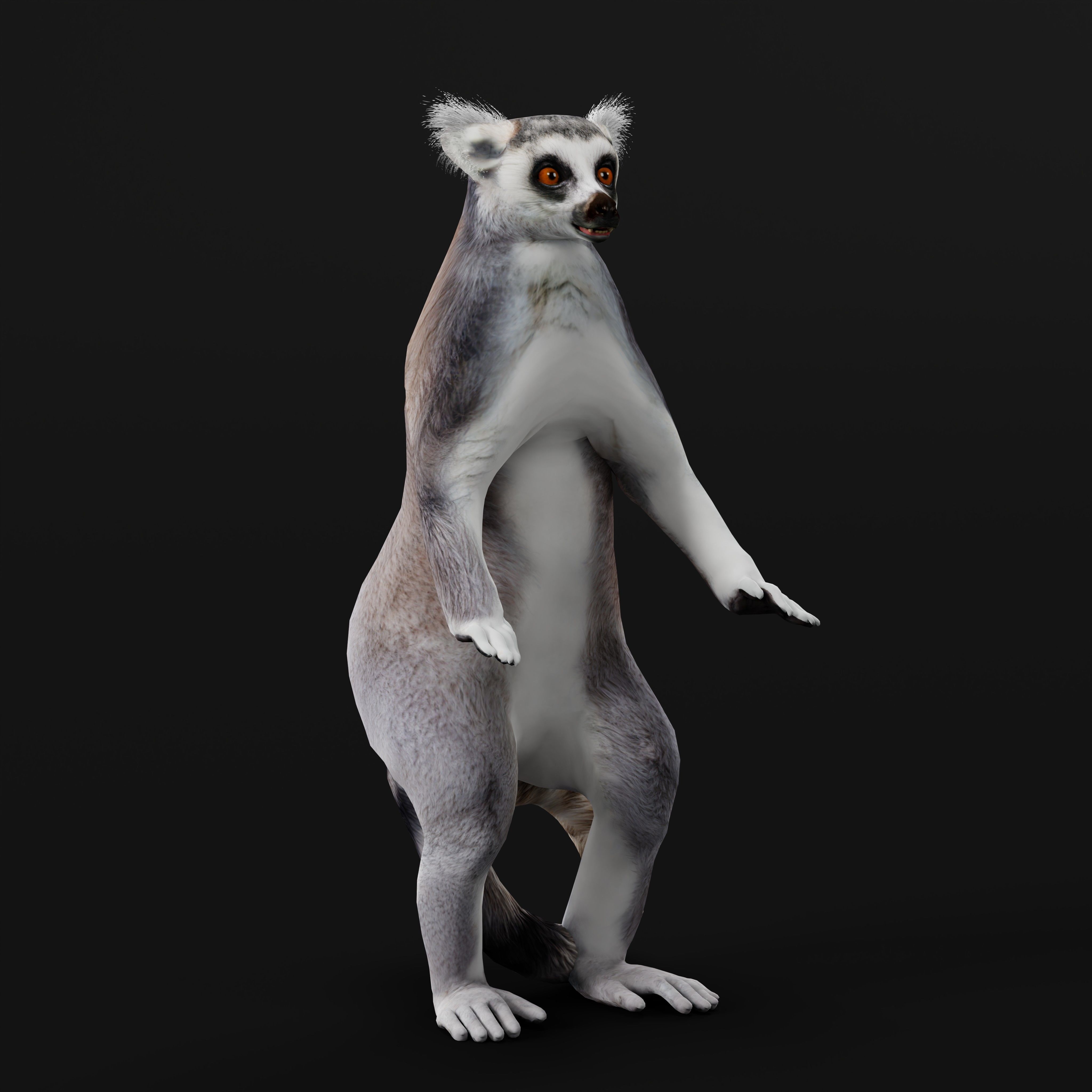 Ring Tailed Lemur Low-poly 3D model_44