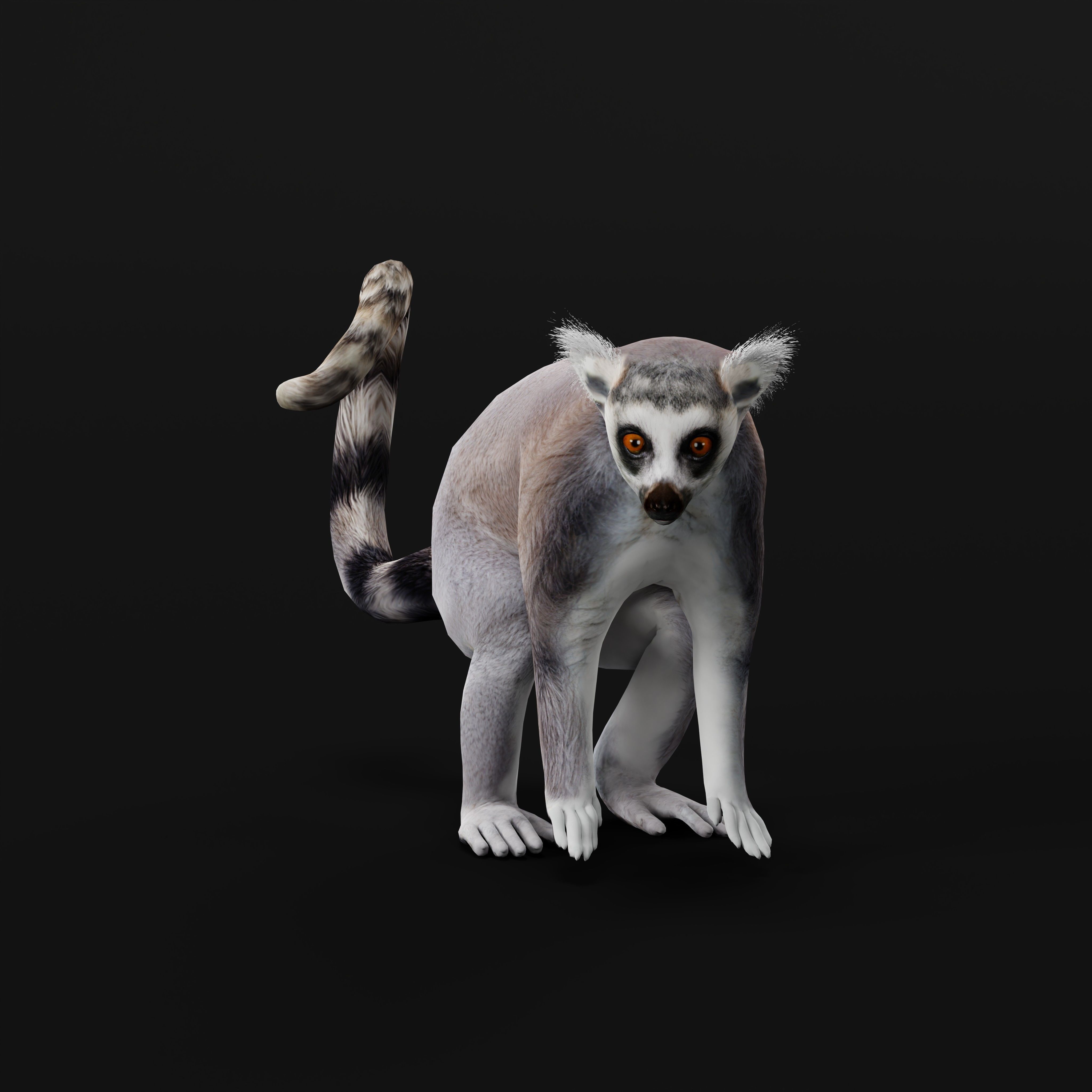 Ring Tailed Lemur Low-poly 3D model_41