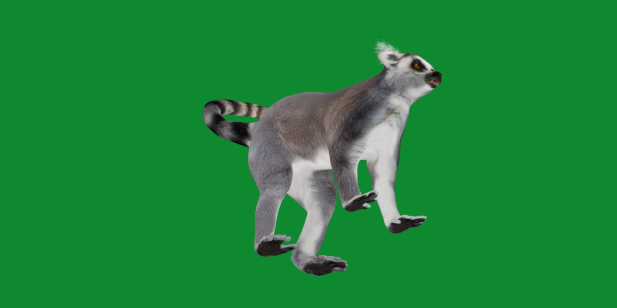 Ring Tailed Lemur Low-poly 3D model_21