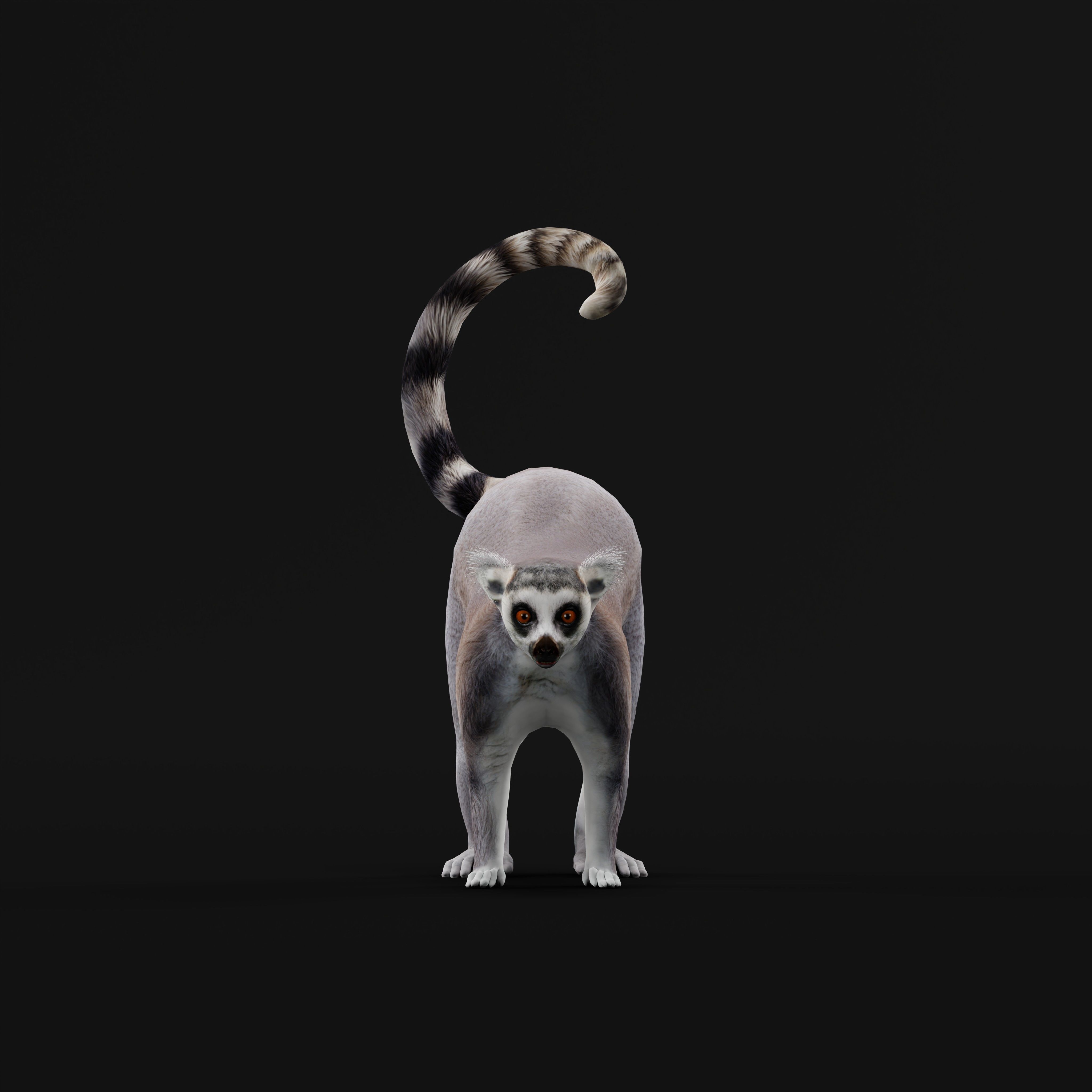 Ring Tailed Lemur Low-poly 3D model_36