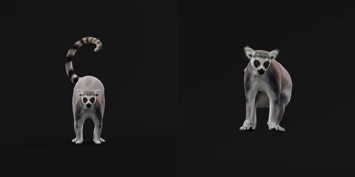 Ring Tailed Lemur Low-poly 3D model_5