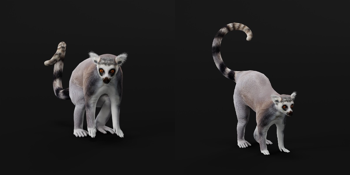 Ring Tailed Lemur Low-poly 3D model_9