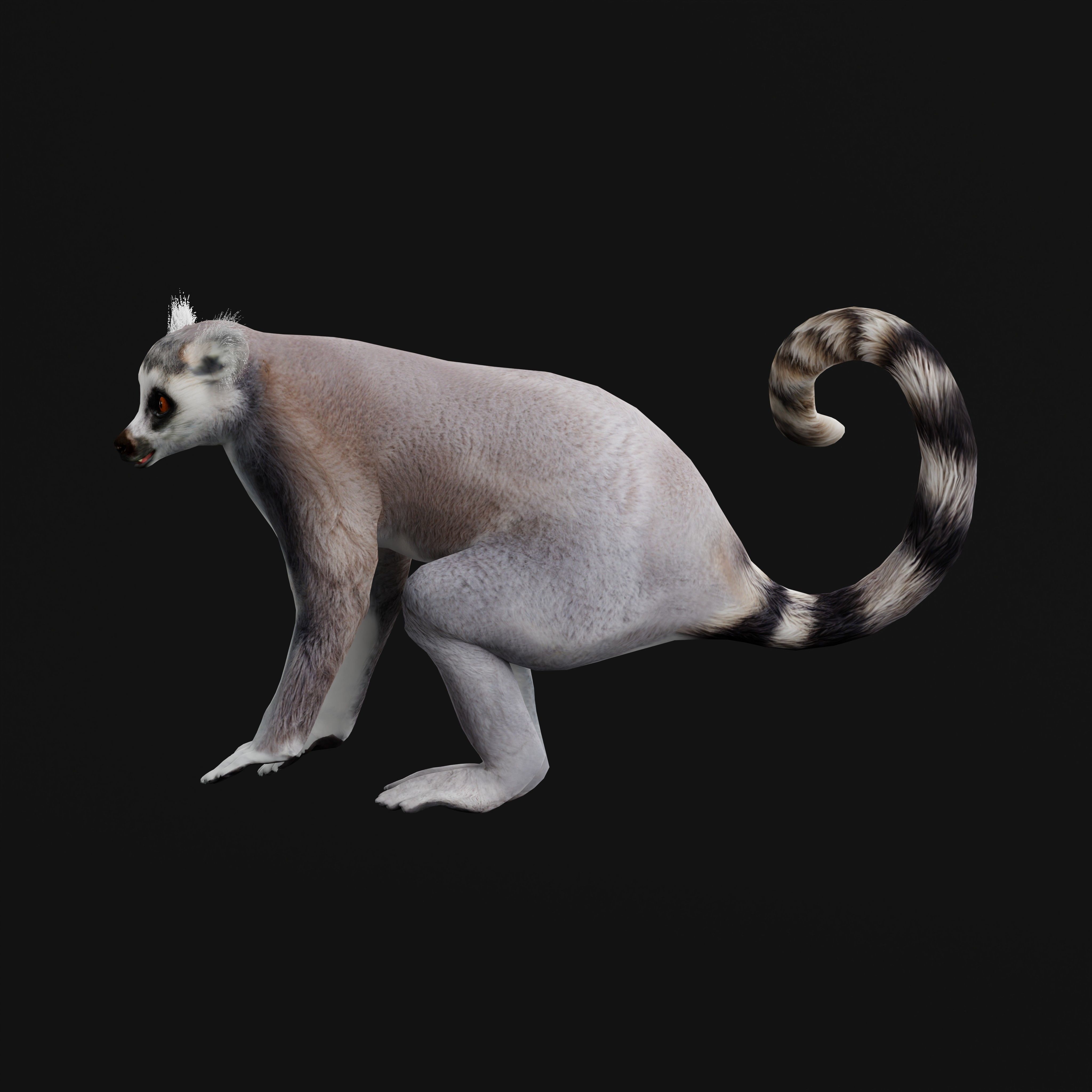 Ring Tailed Lemur Low-poly 3D model_42