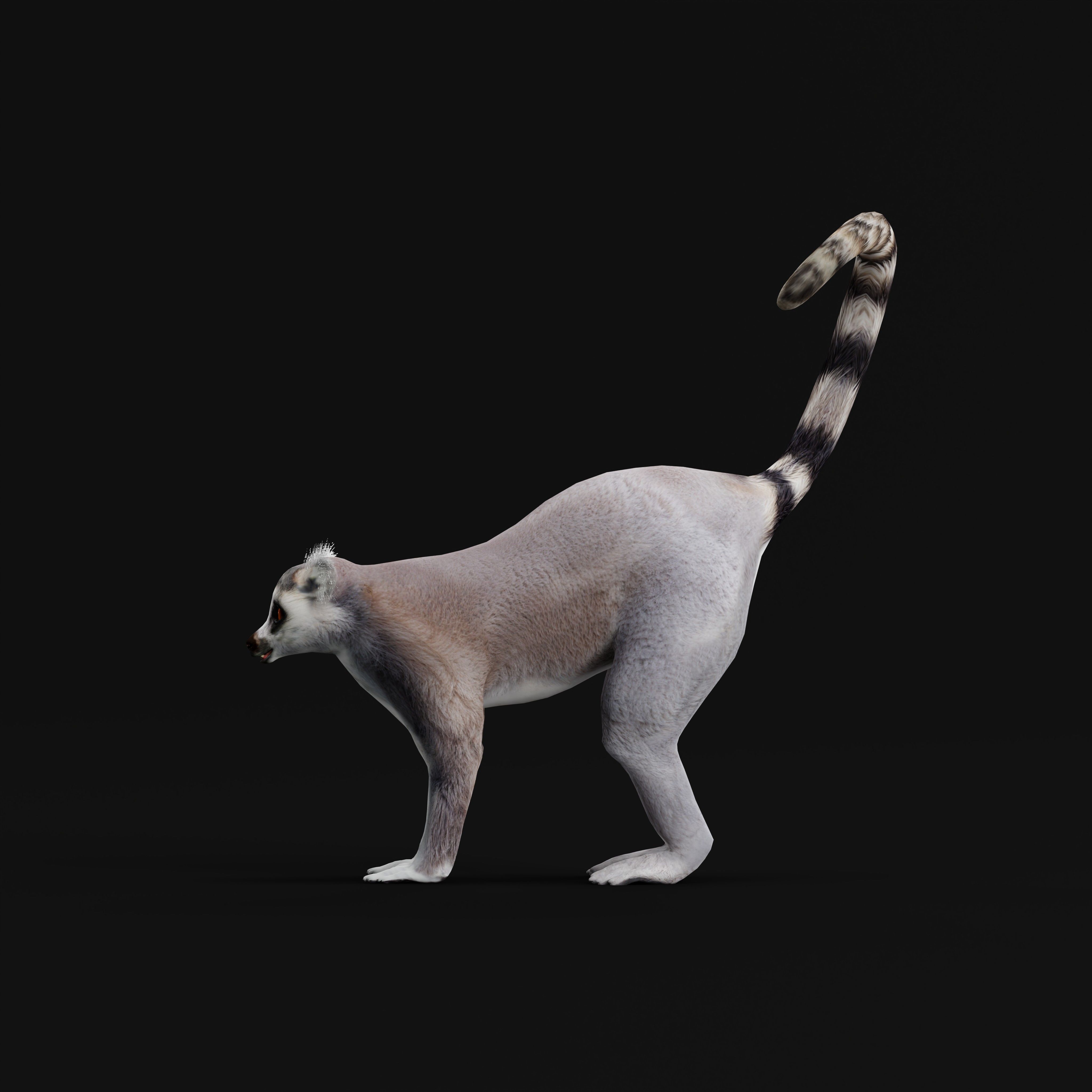 Ring Tailed Lemur Low-poly 3D model_38