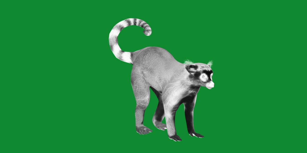 Ring Tailed Lemur Low-poly 3D model_13