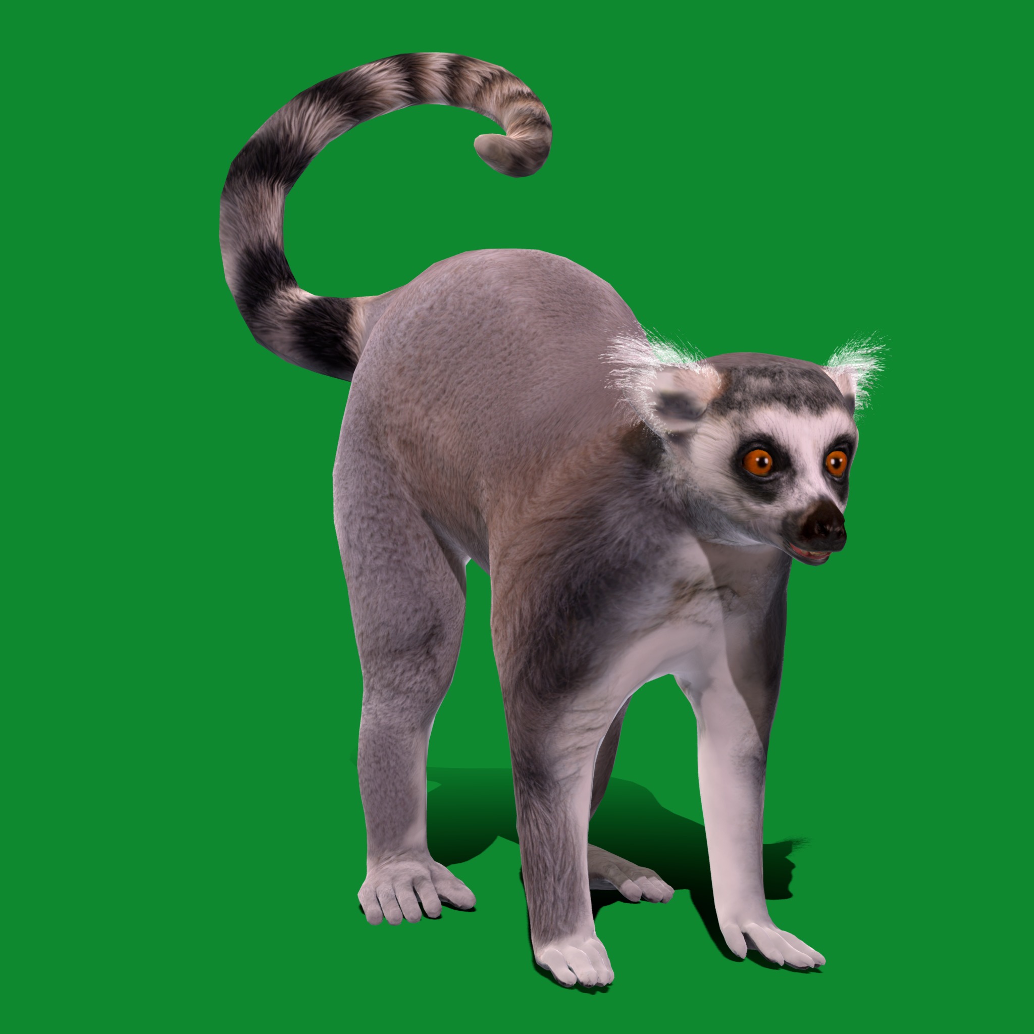 Ring Tailed Lemur Low-poly 3D model_26