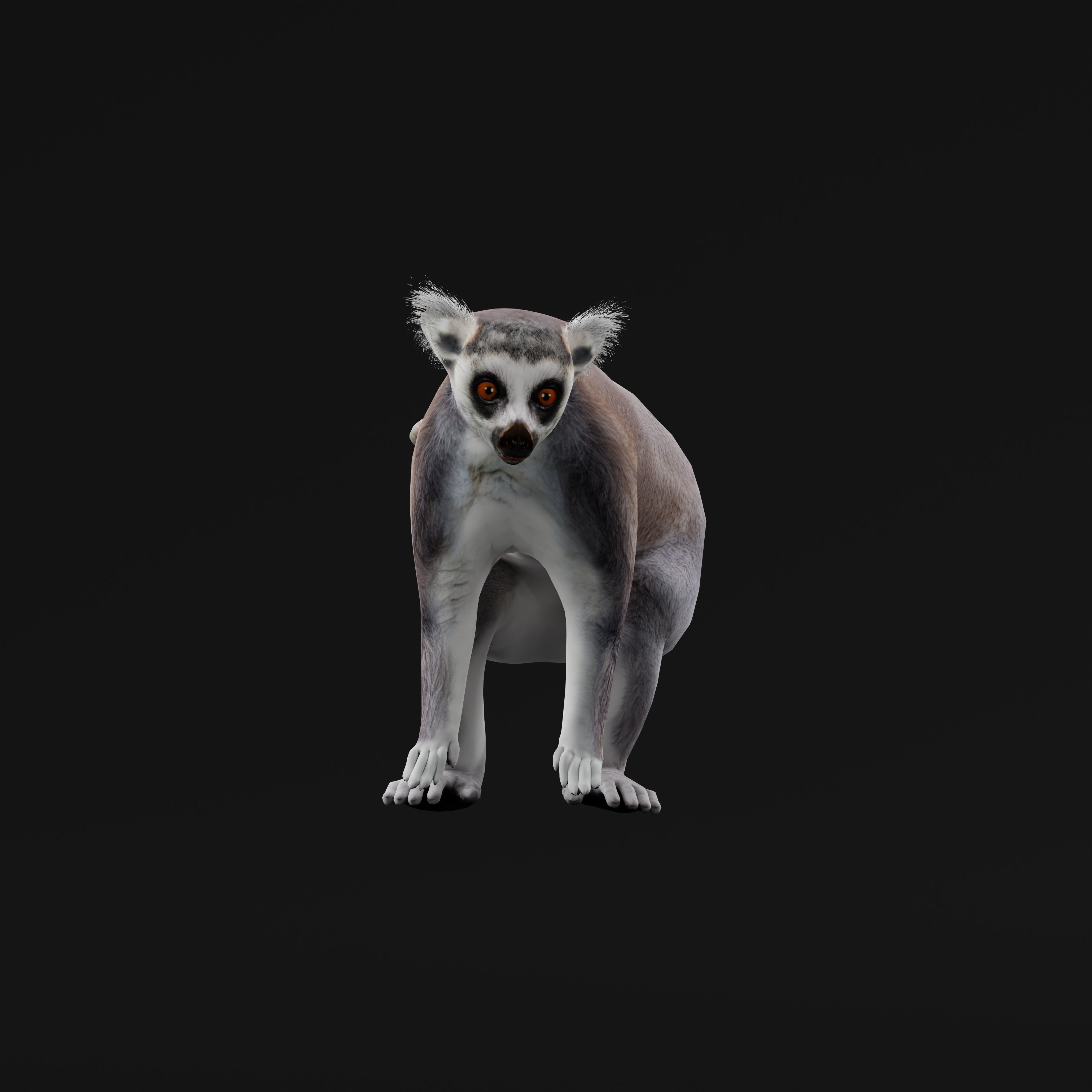 Ring Tailed Lemur Low-poly 3D model_40