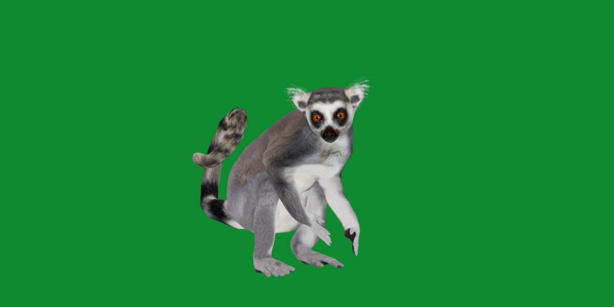 Ring Tailed Lemur Low-poly 3D model_32
