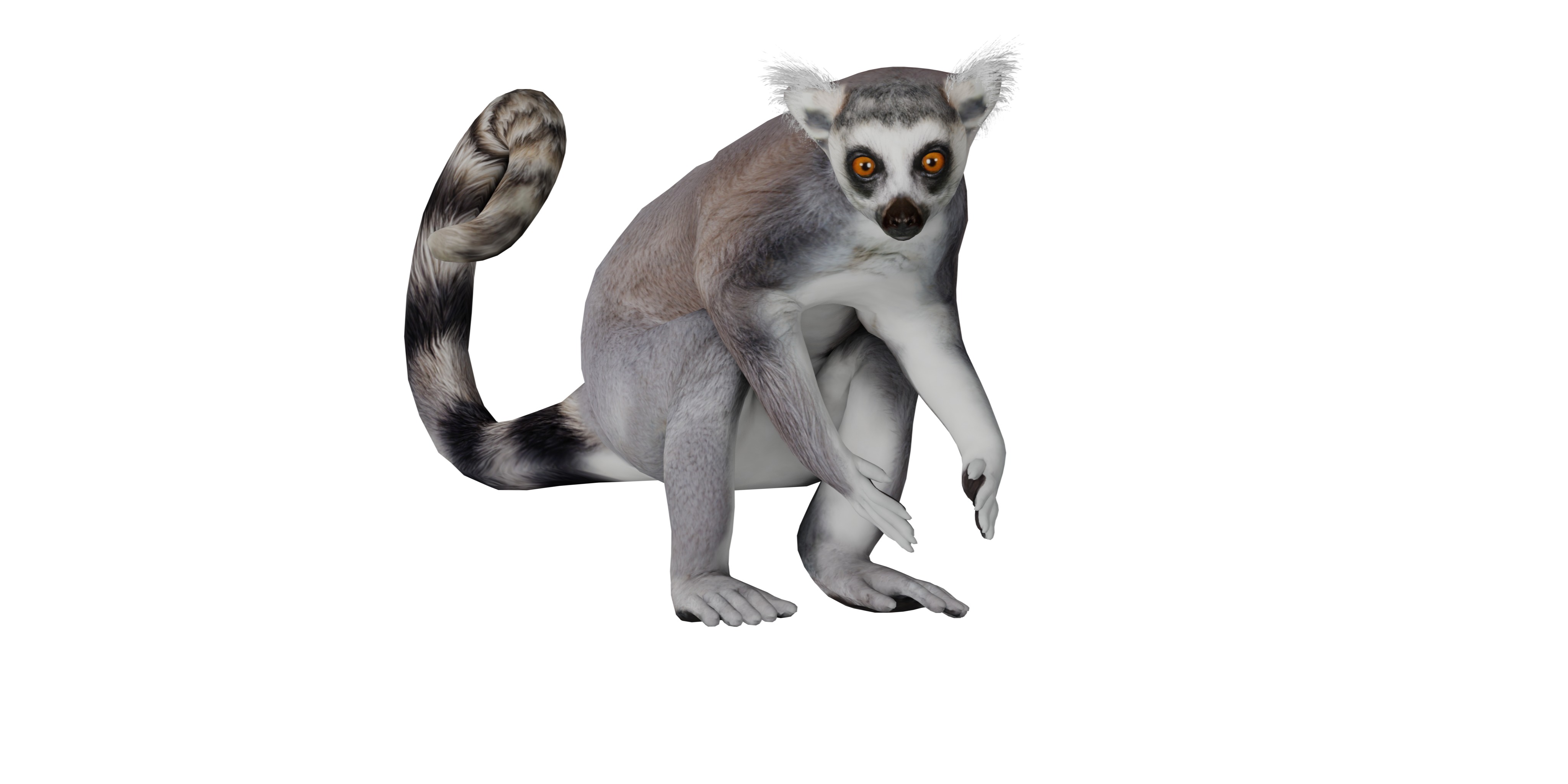 Ring Tailed Lemur Low-poly 3D model_2