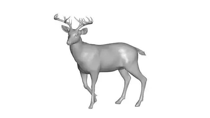 Deer  -