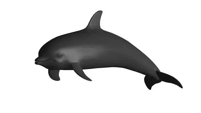 Dolphin