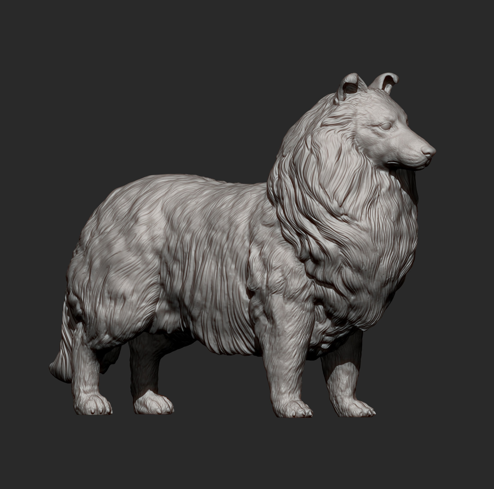 Sheltie 3D print model_5