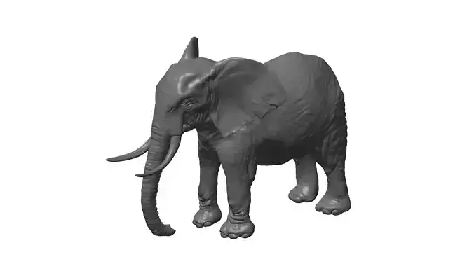 elephant