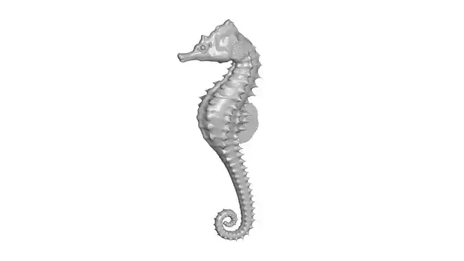 Seahorse