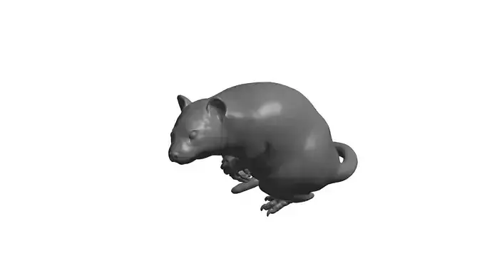 Rat  -