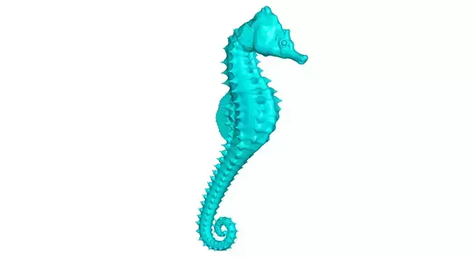 Seahorse