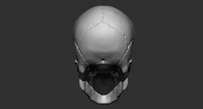 Skull 3D Model-Skull made in zbrush to learn the structure of it