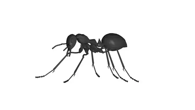 ant -
