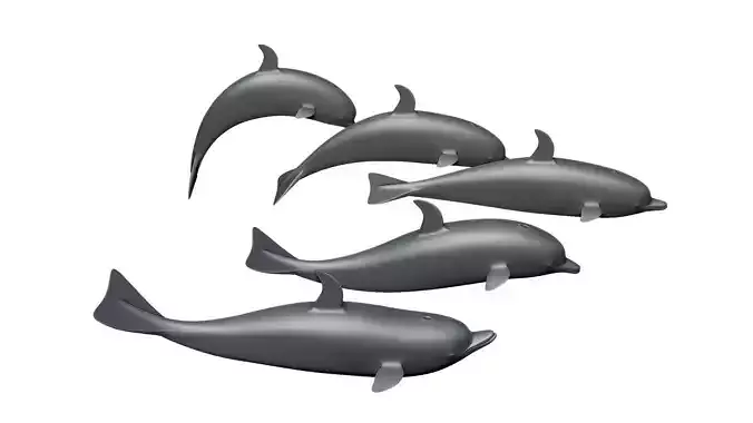 dolphin 3D print model