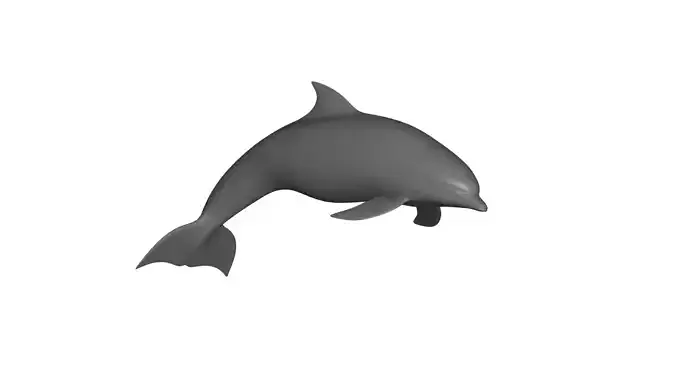 dolphin