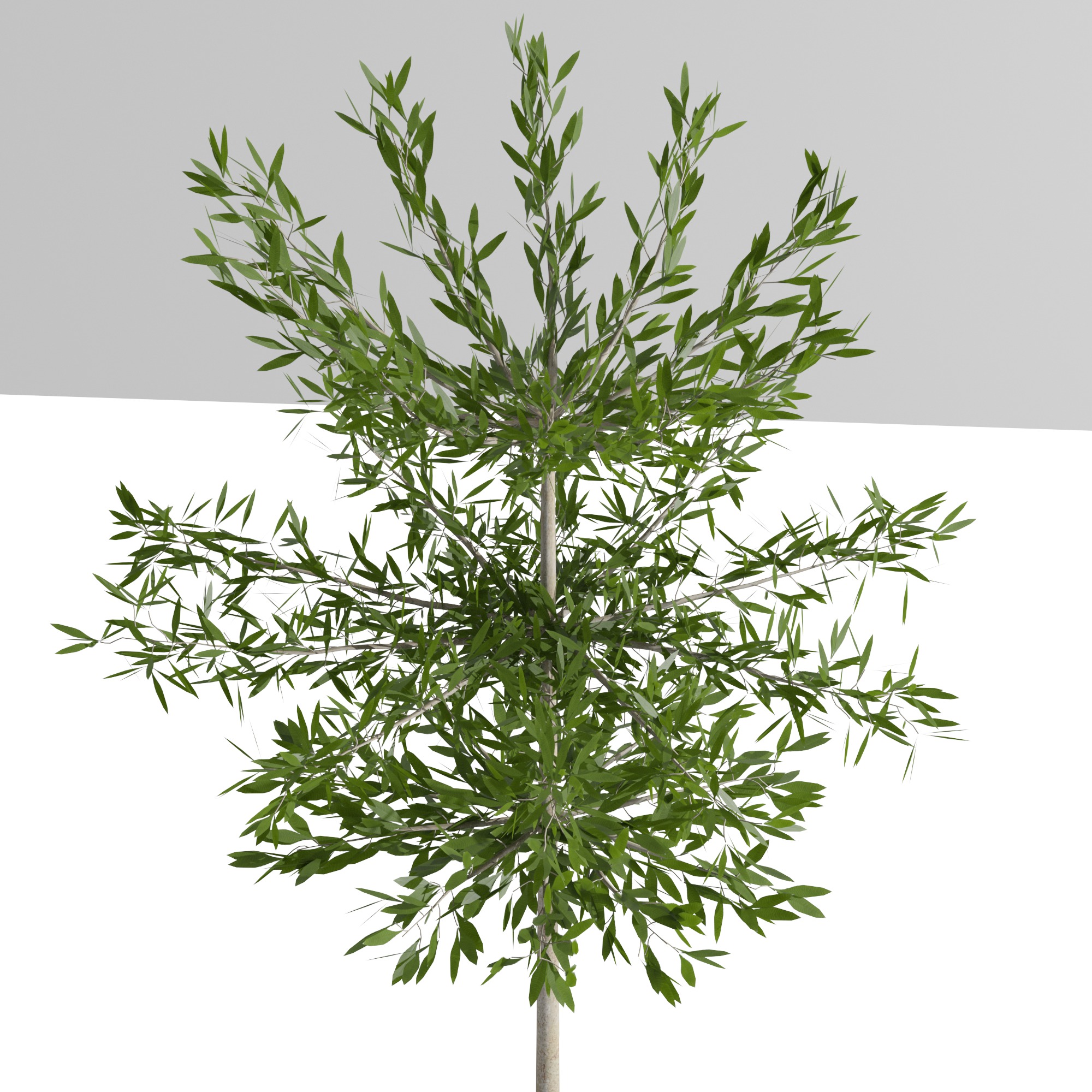 Eucalyptus tree and Eucalyptus  in wicker pot 3D model_1