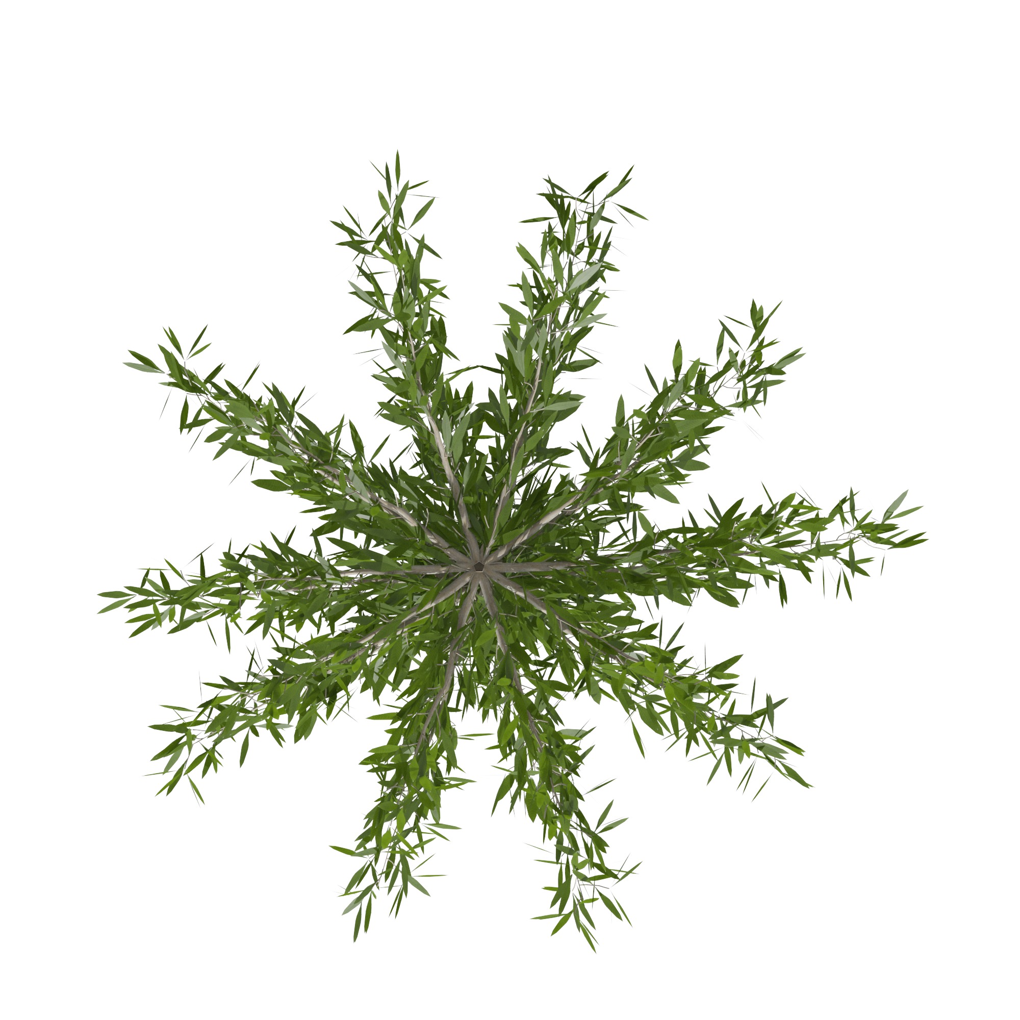 Eucalyptus tree and Eucalyptus  in wicker pot 3D model_7