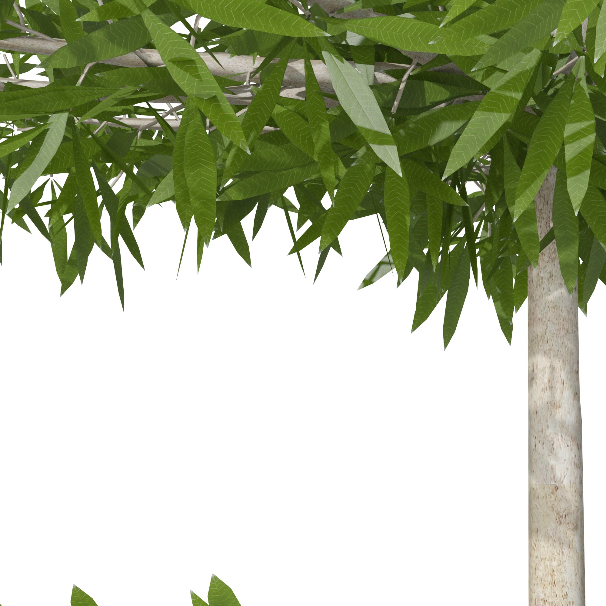Eucalyptus tree and Eucalyptus  in wicker pot 3D model_5