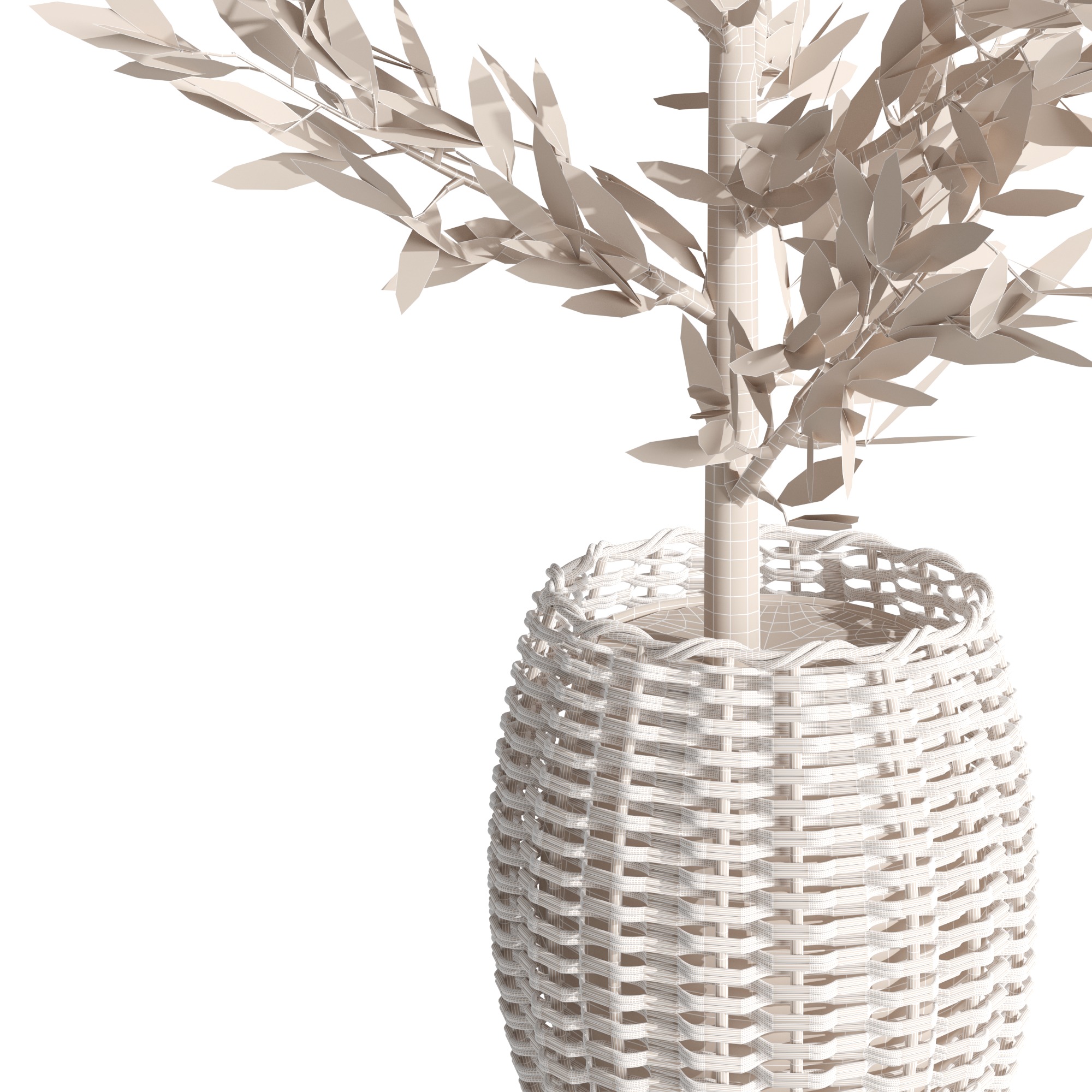 Eucalyptus tree and Eucalyptus  in wicker pot 3D model_8