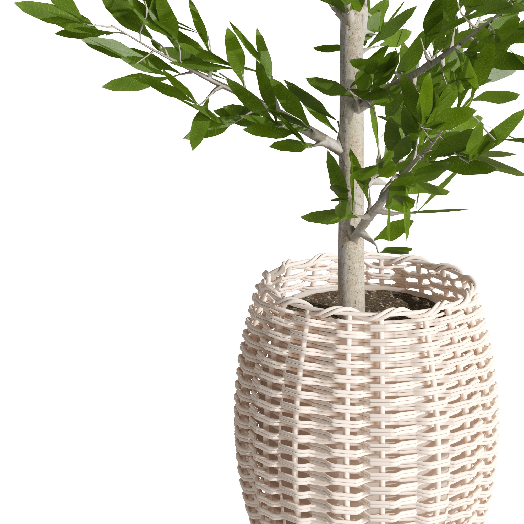 Eucalyptus tree and Eucalyptus  in wicker pot 3D model_3