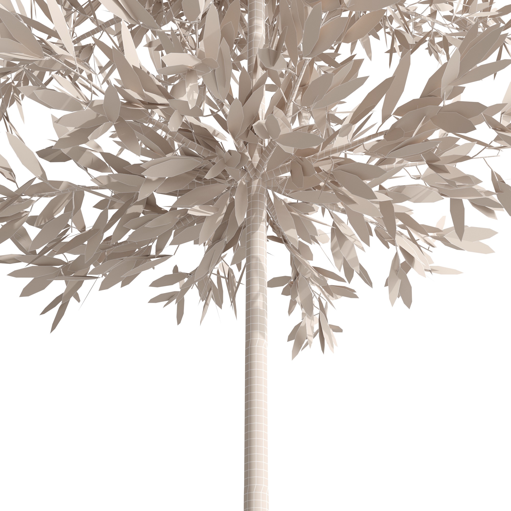 Eucalyptus tree and Eucalyptus  in wicker pot 3D model_10