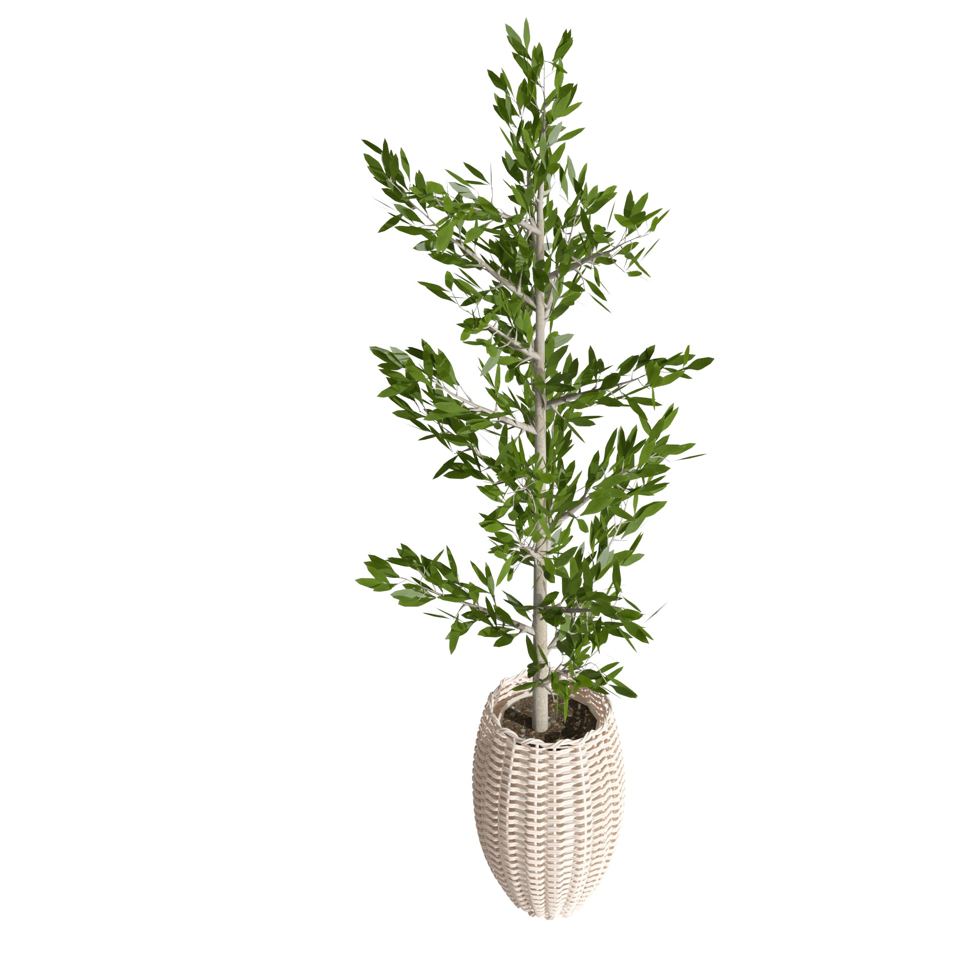 Eucalyptus tree and Eucalyptus  in wicker pot 3D model_2