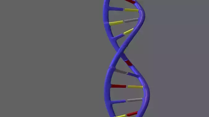 The DNA helix  3D model