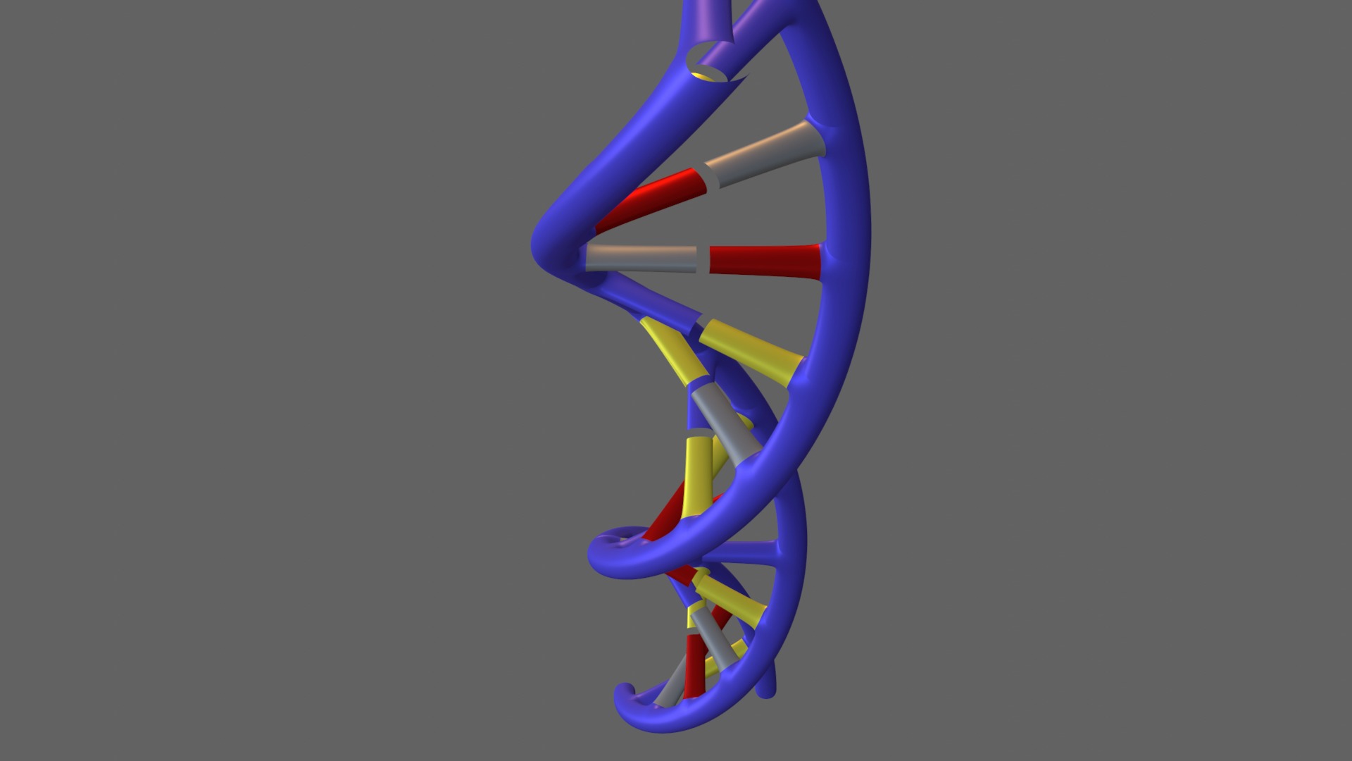 The DNA helix 3D model_2