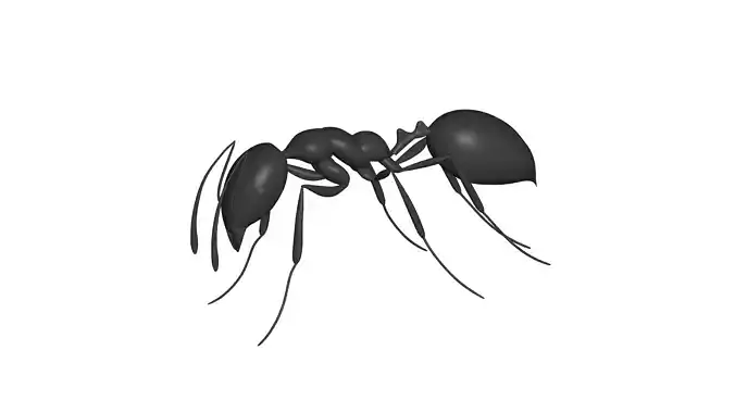 ant -