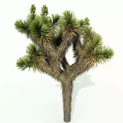 Joshua Tree  3D model
