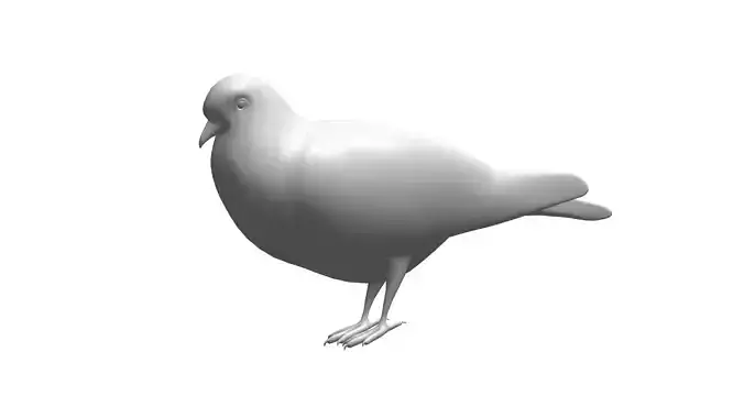 pigeon
